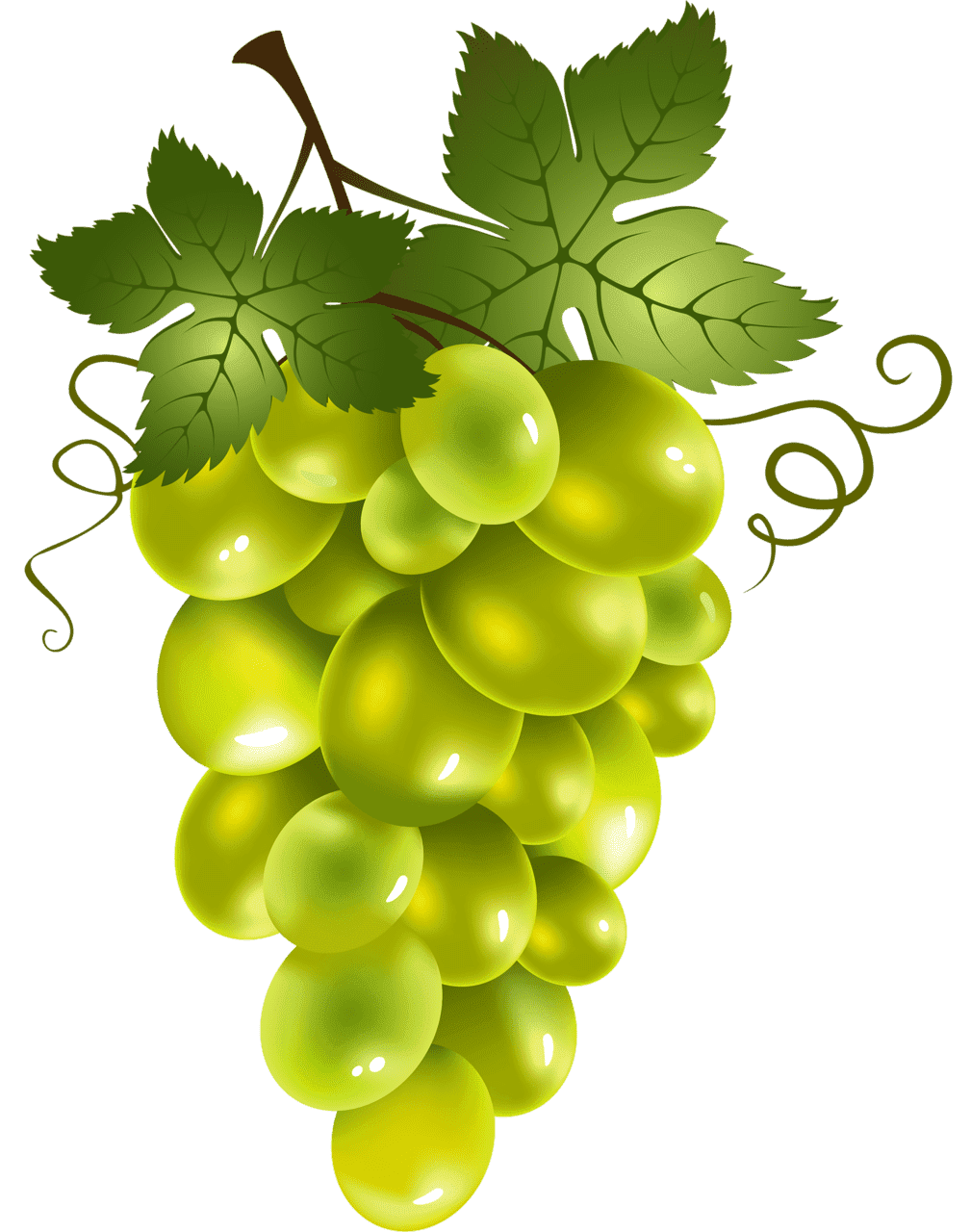 Раскраска Виноград