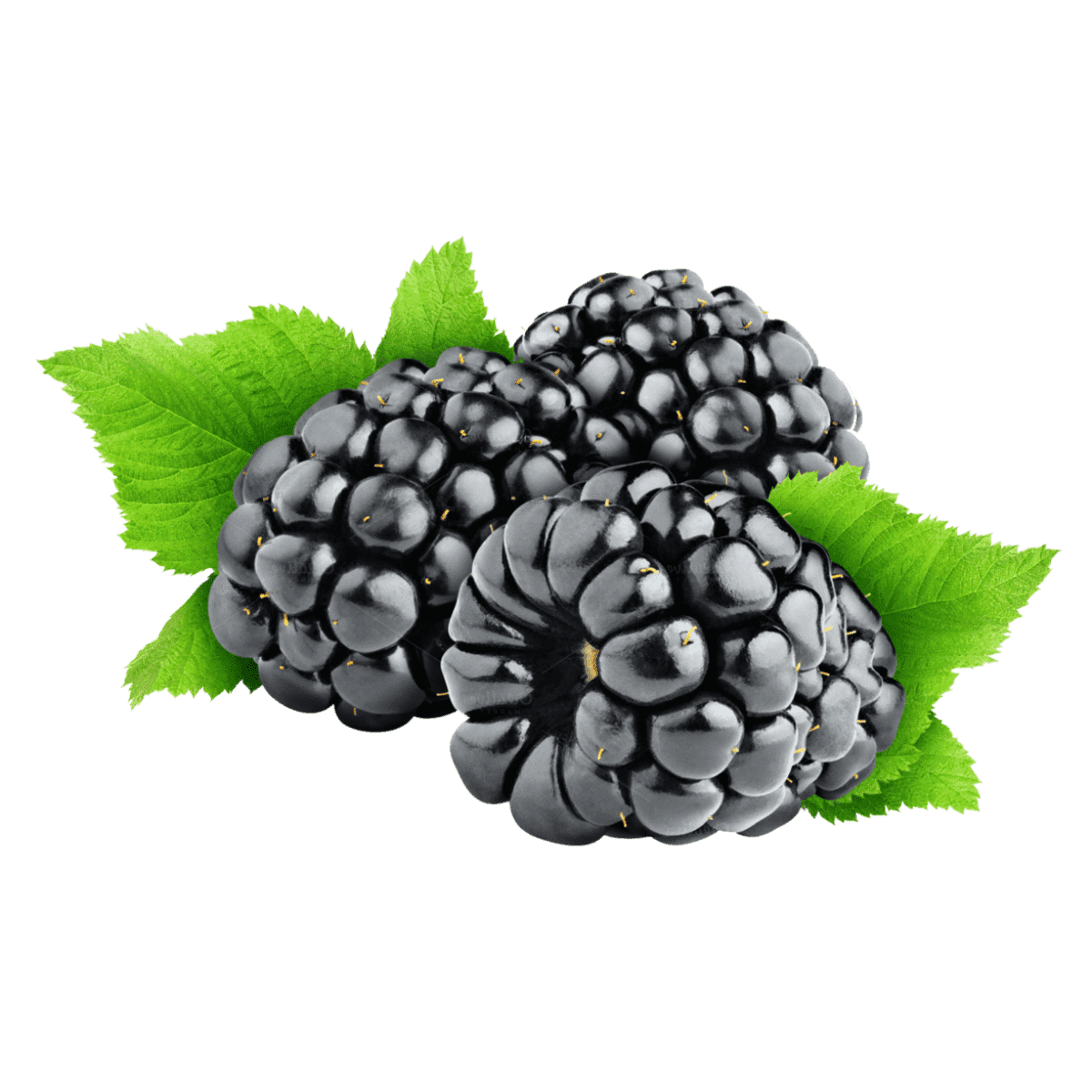 Раскраска Ежевика