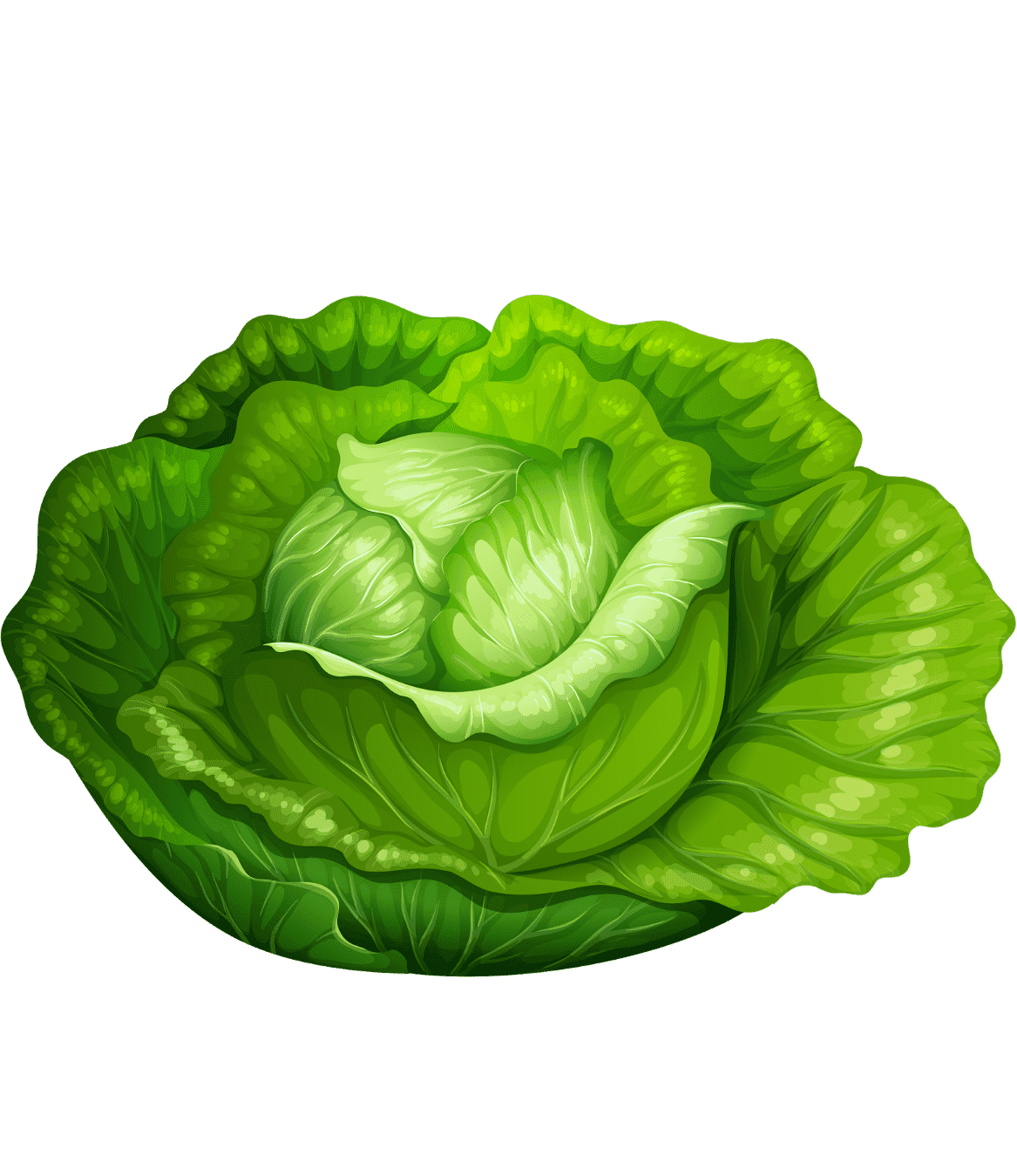 Раскраска Капуста