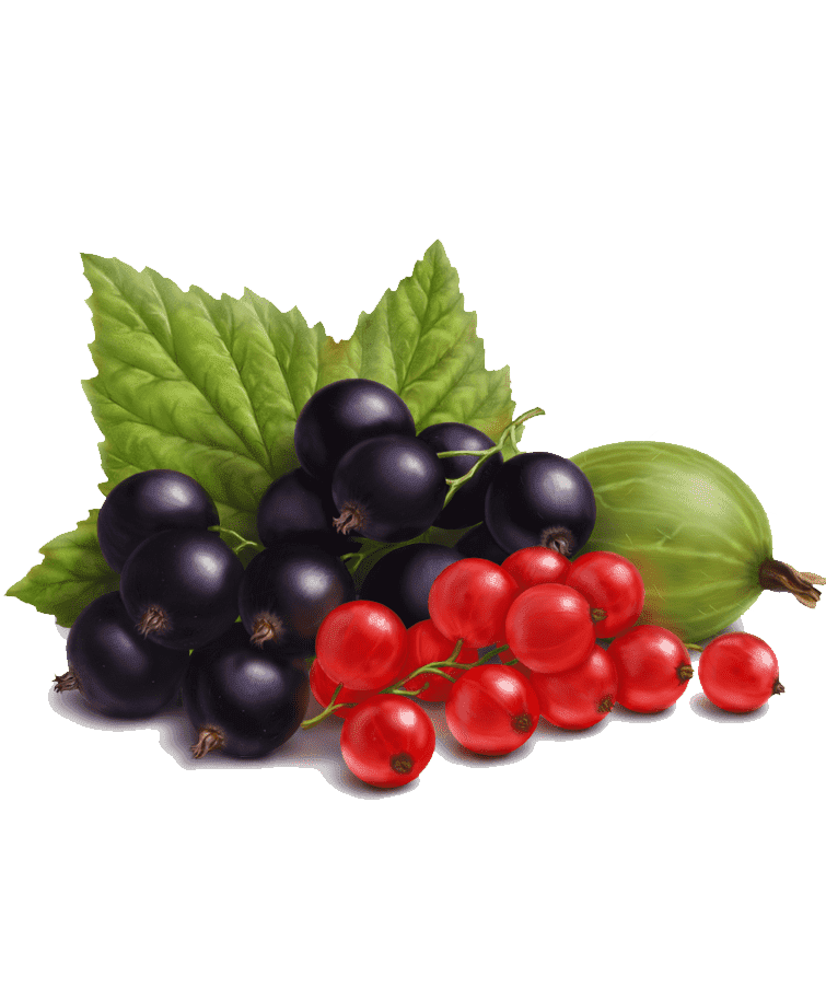 Раскраска Смородина