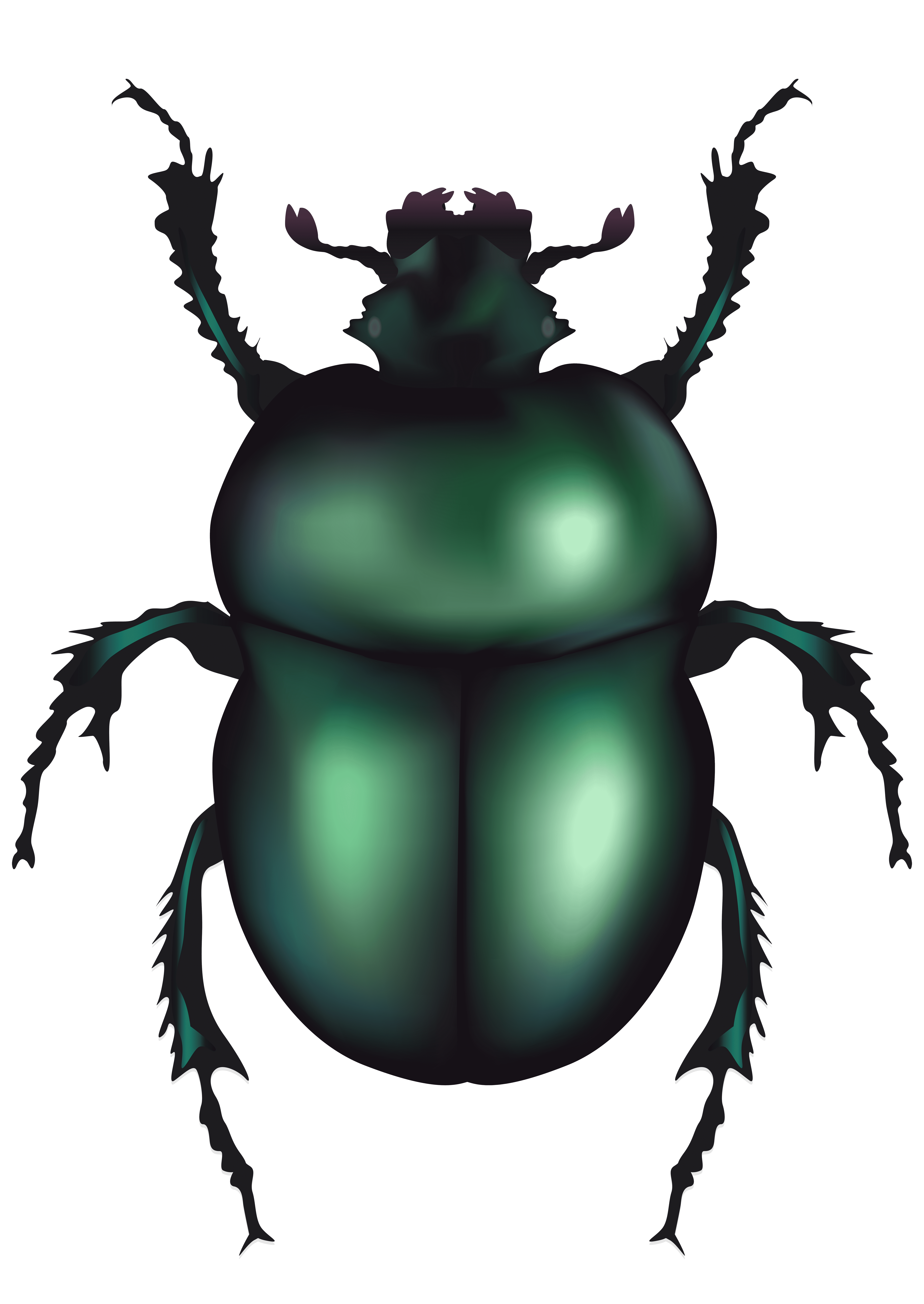 Раскраска Жук