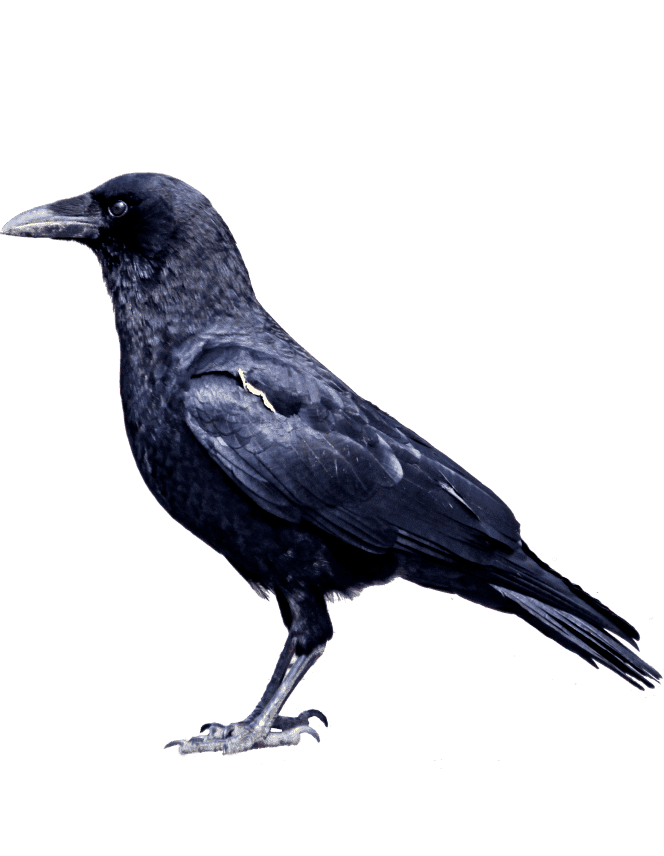 Раскраска Грач