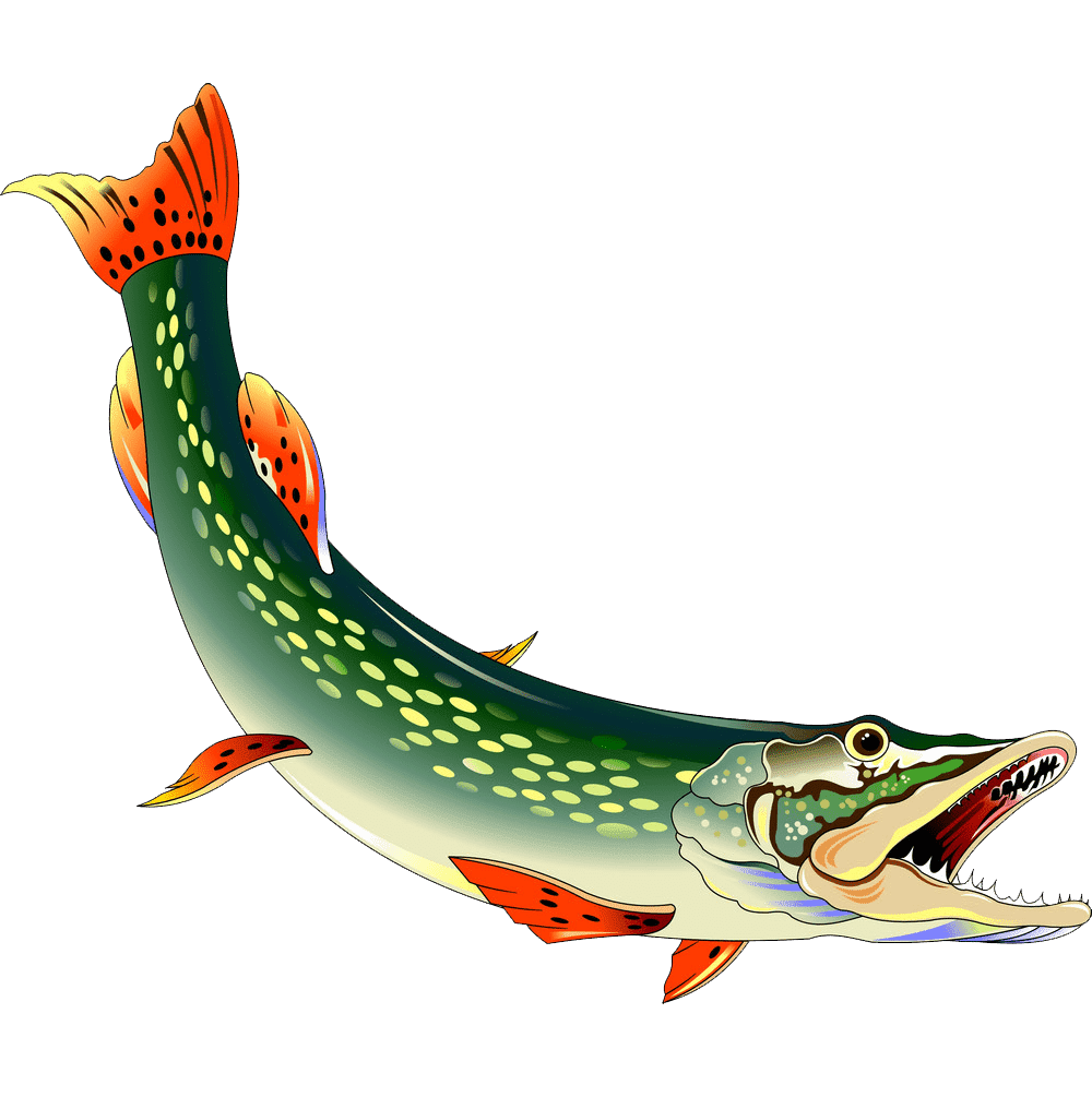 Раскраска Щука