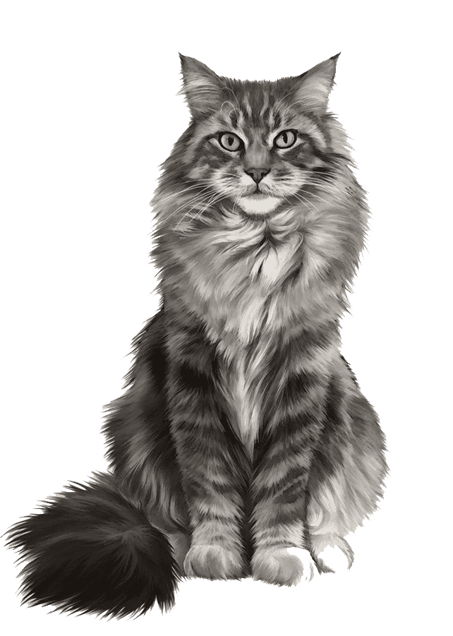 Раскраска Мейн кун