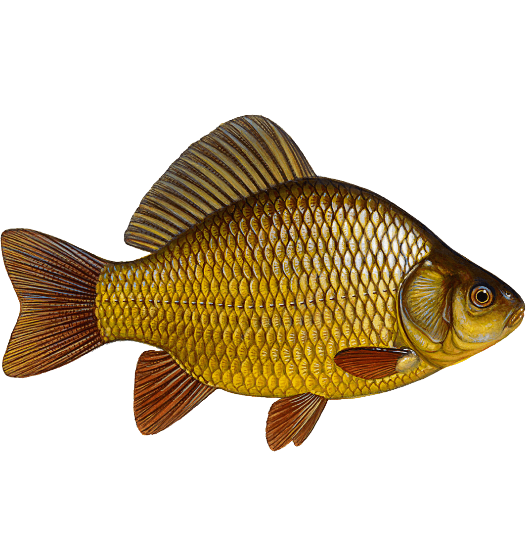 Раскраска Карась