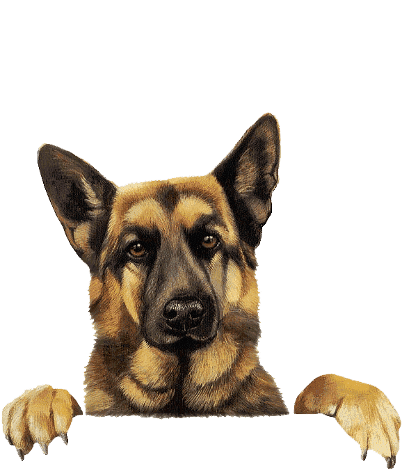 Раскраска Овчарка