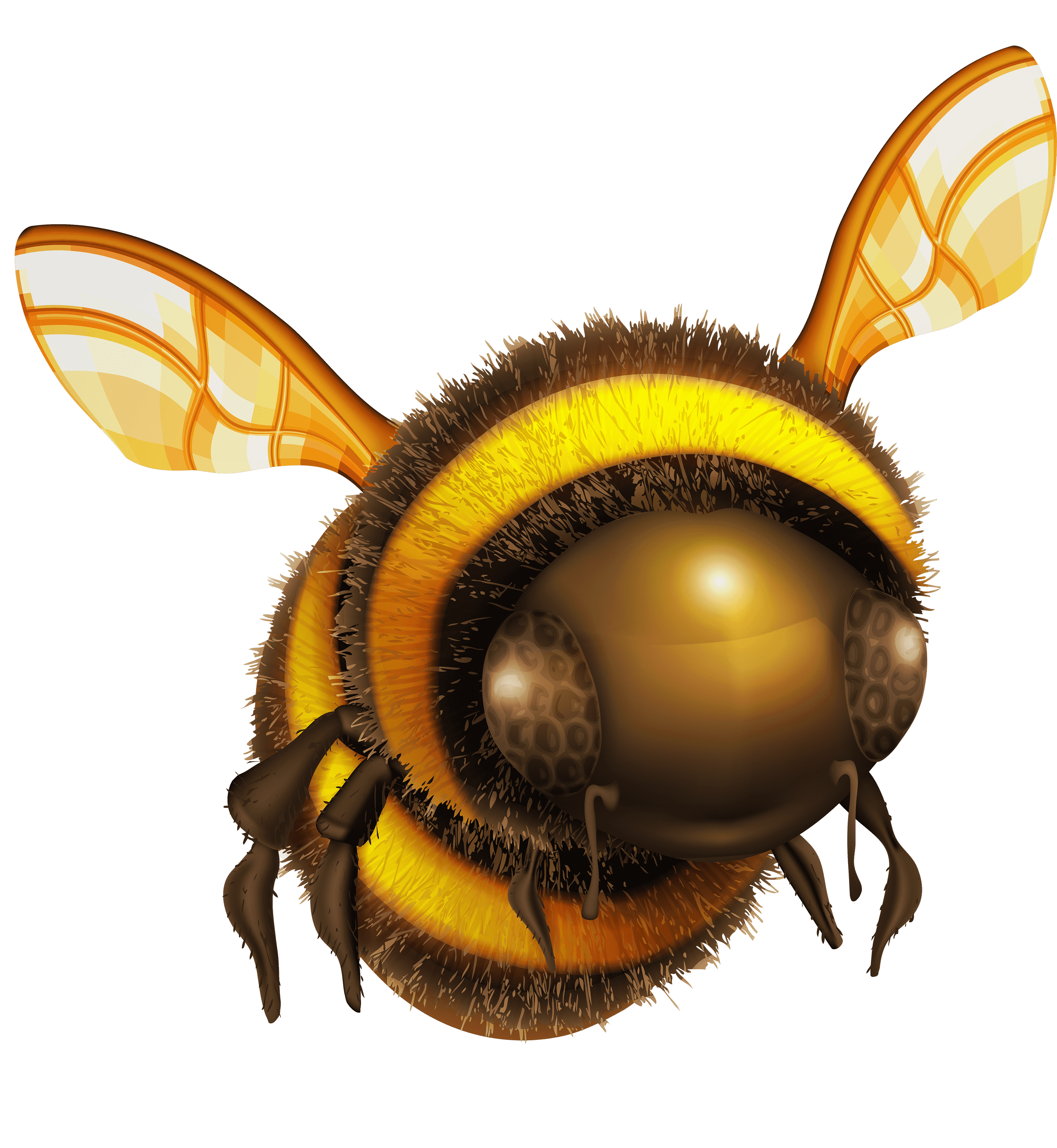 Раскраска Шмель