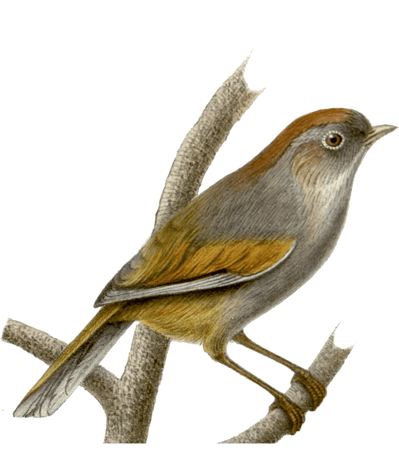 Раскраска Соловей