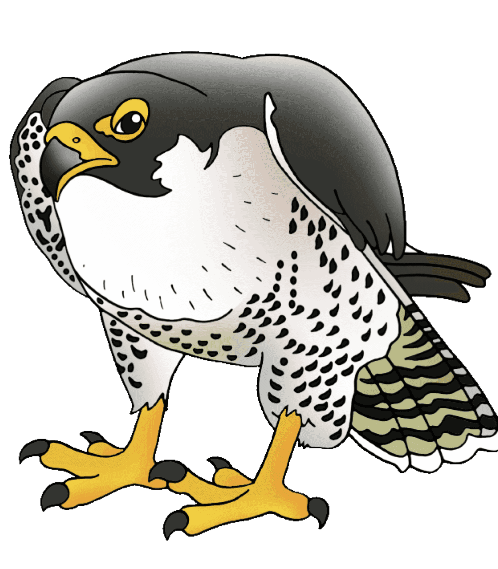 Раскраска Сапсан