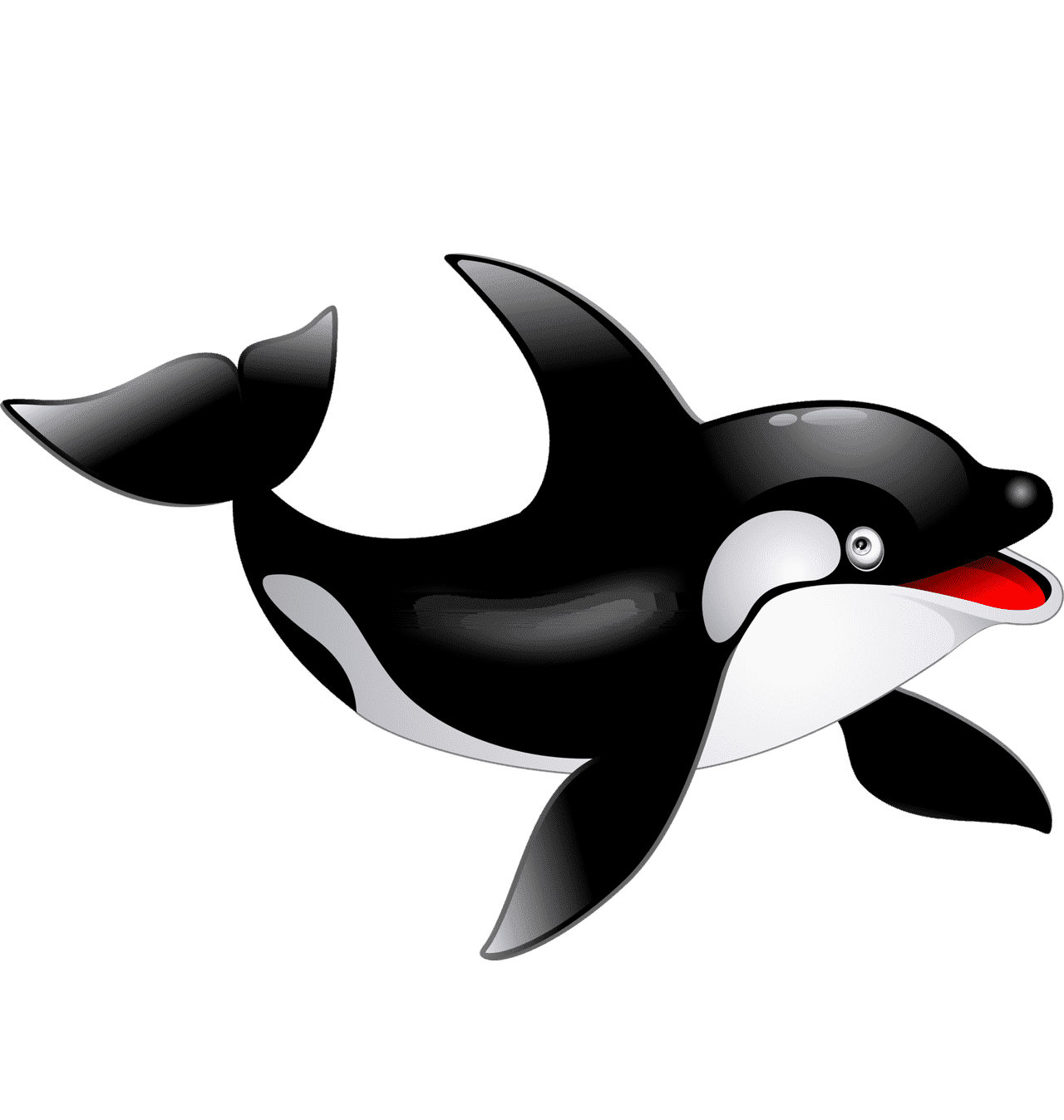 Раскраска Касатка