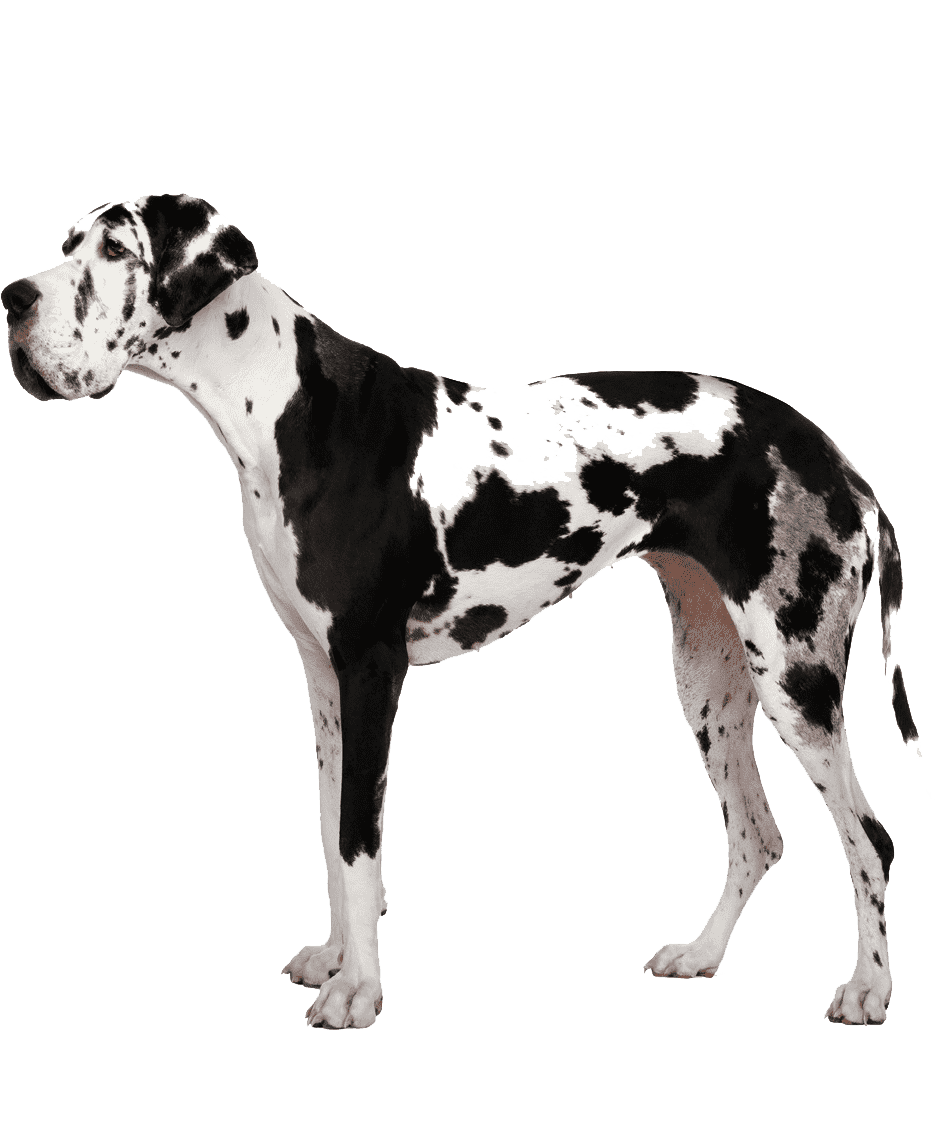 Раскраска Дог