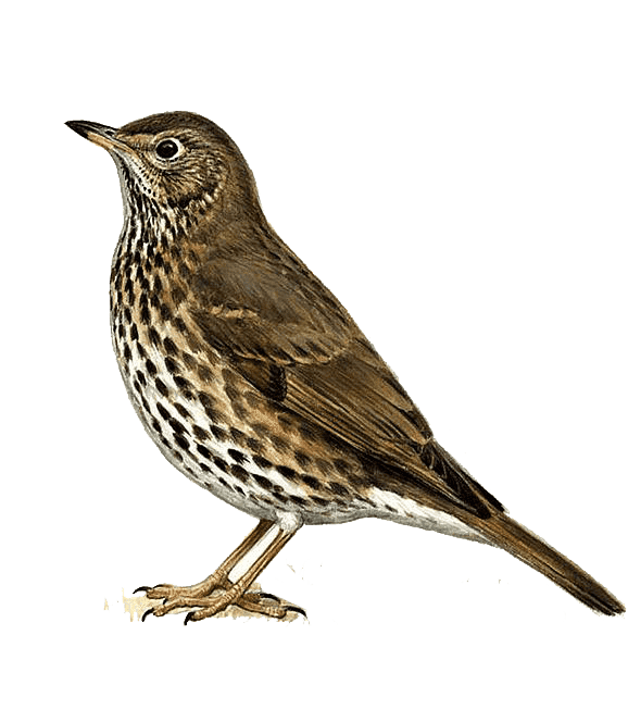 Раскраска Дрозд