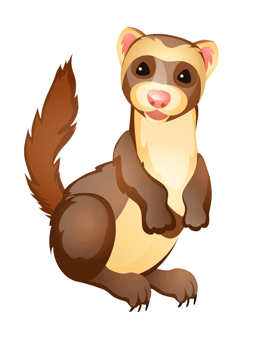 Раскраска хорек