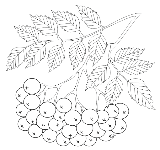 Раскраска Ветка рябины