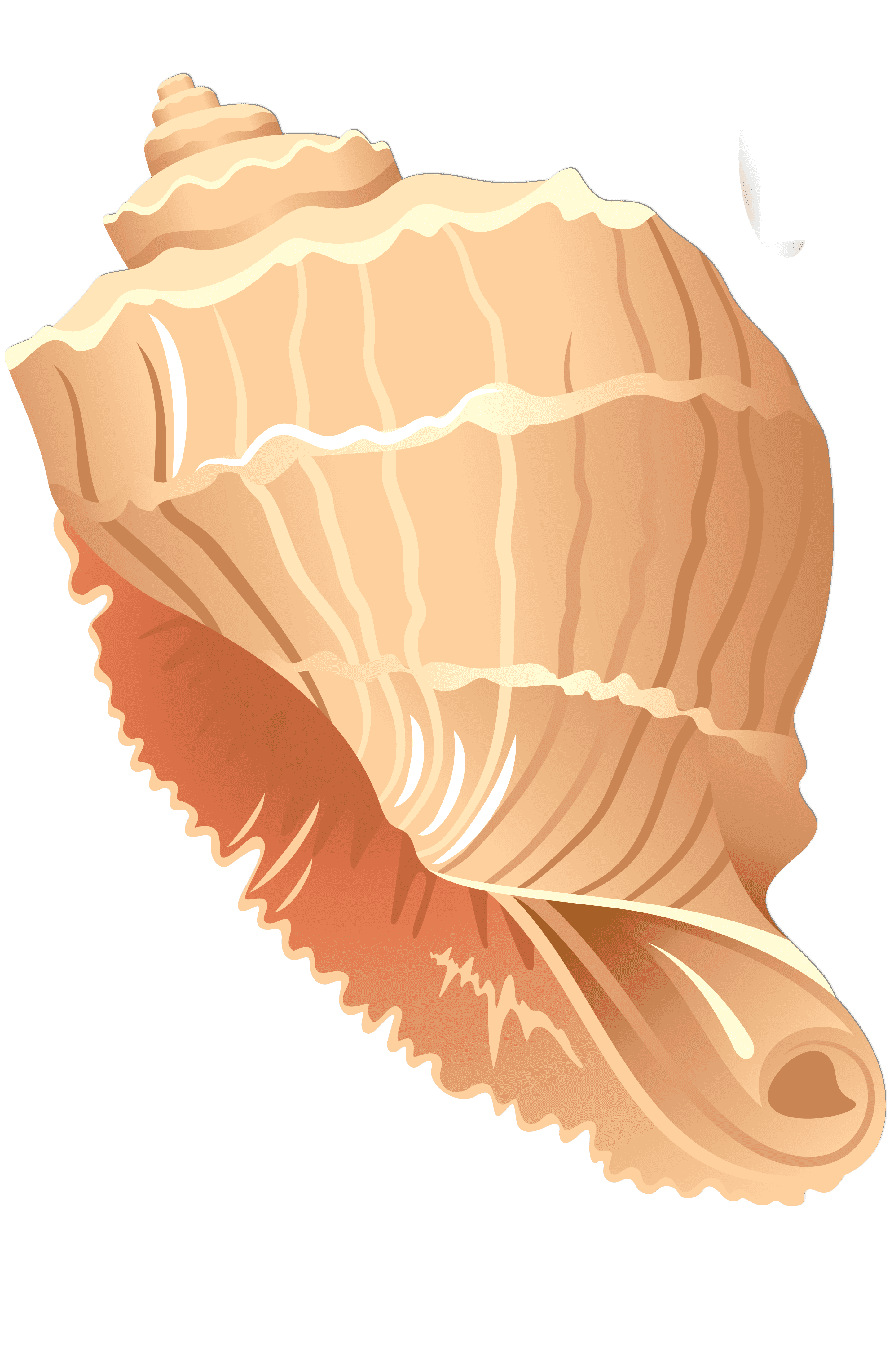 Раскраска Ракушка