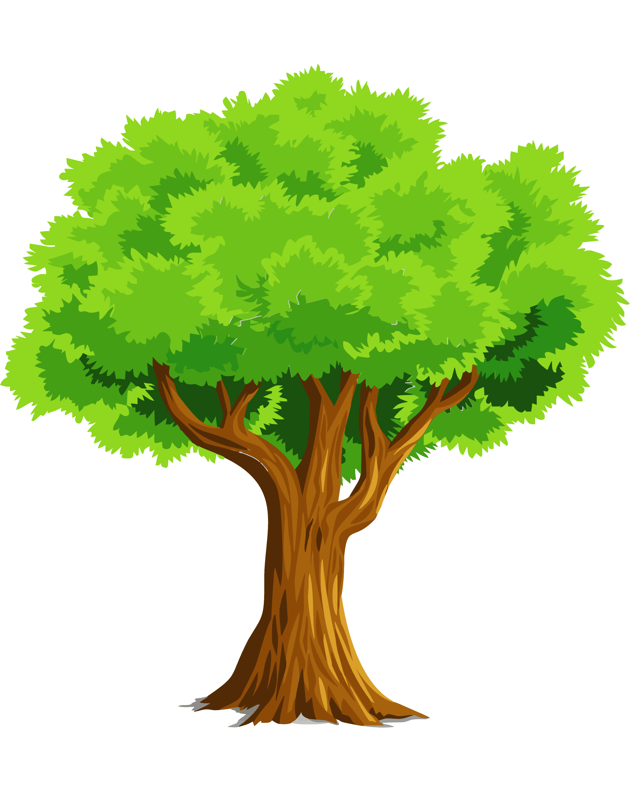 Раскраска Дуб