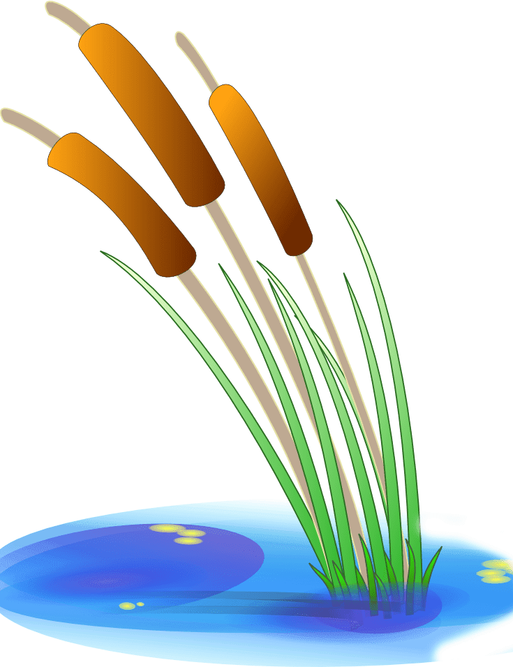 Раскраска Камыш