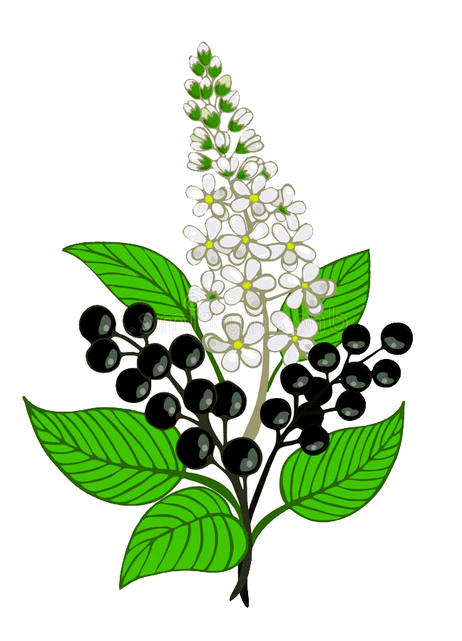 Раскраска Черемуха