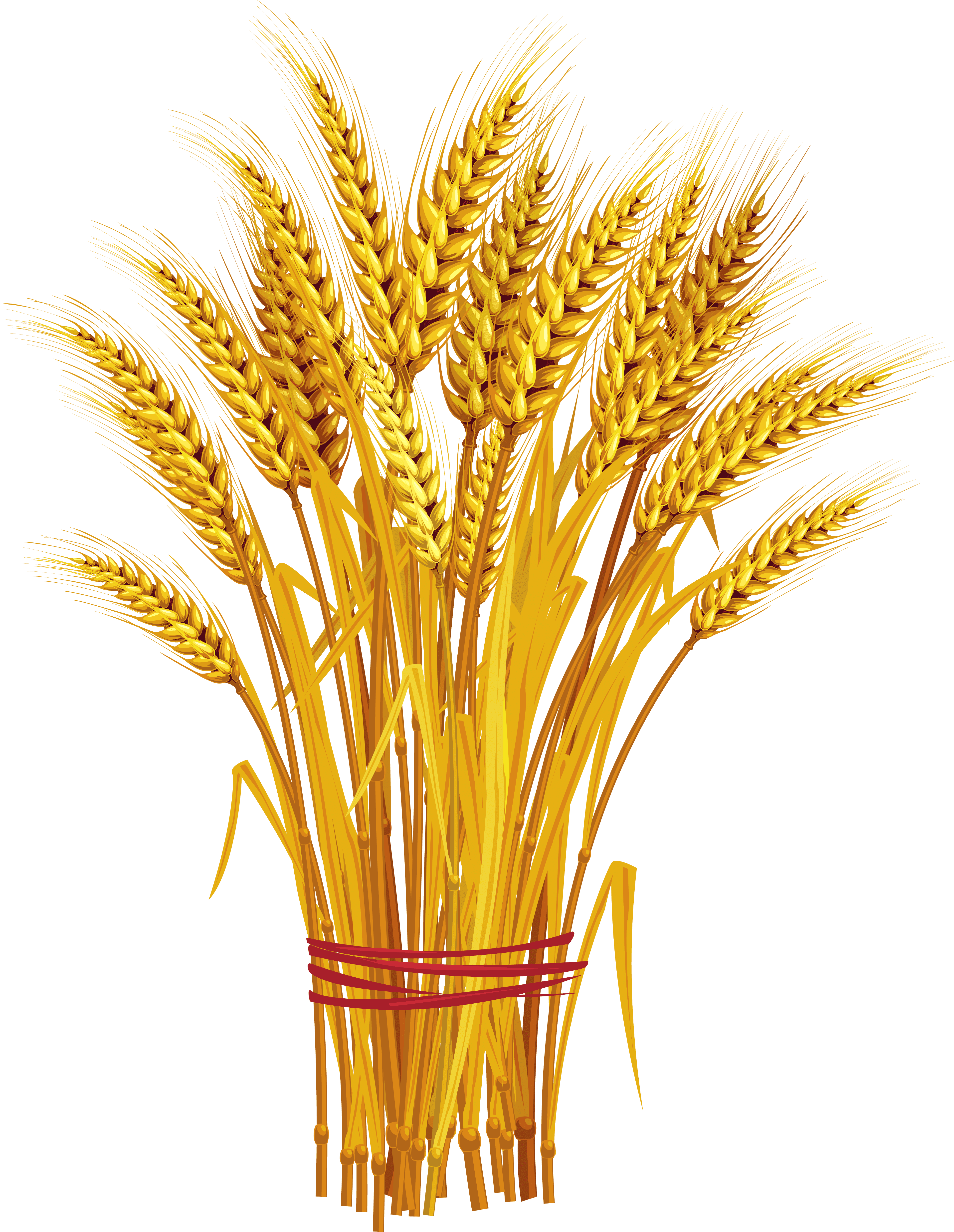 Раскраска Пшеница