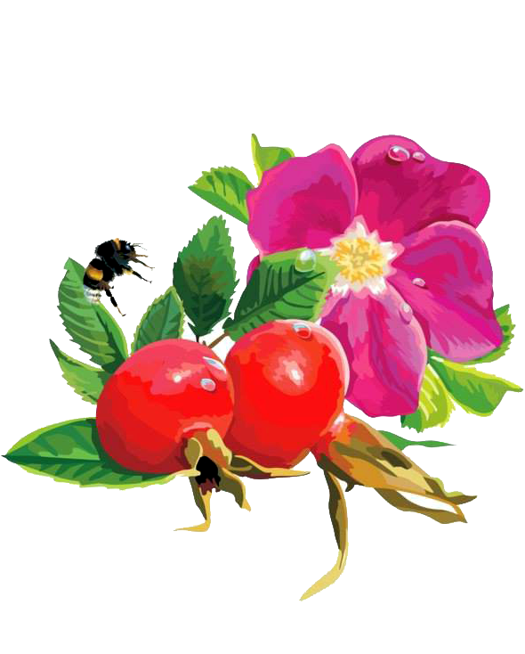 Раскраска Шиповник