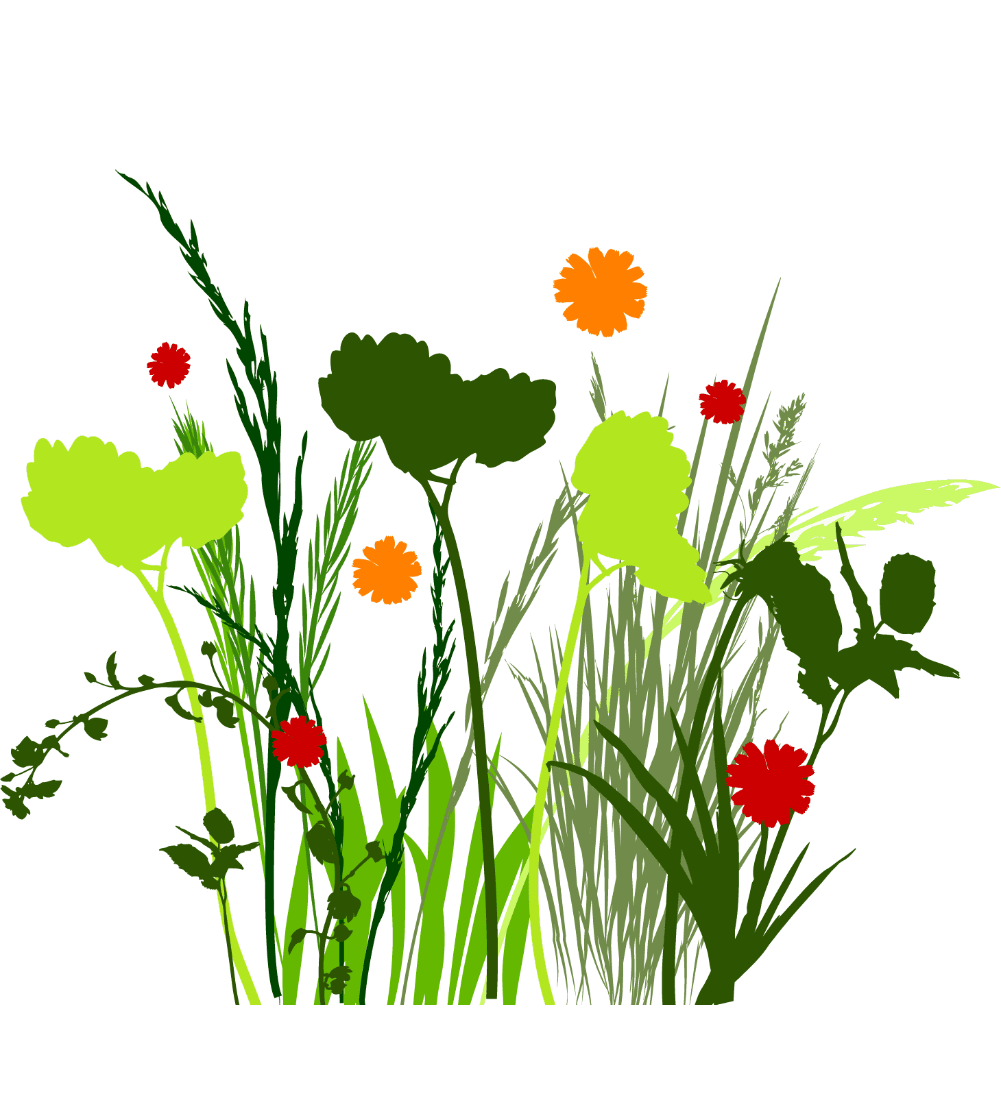 Раскраска Растения