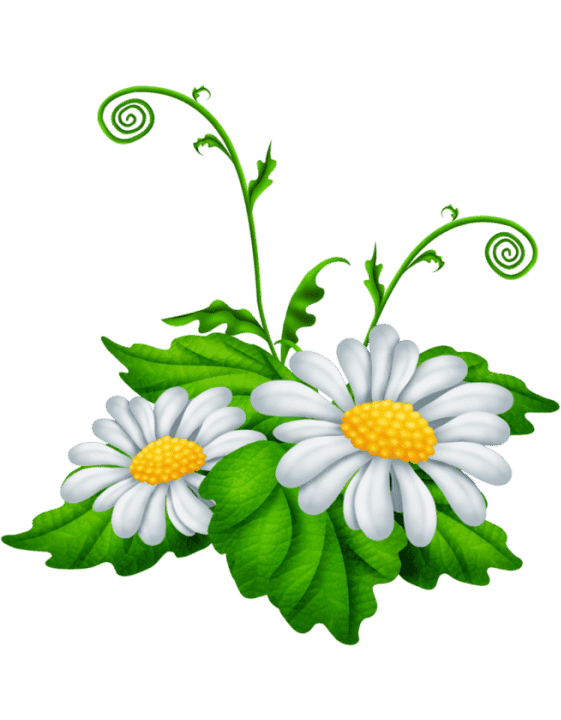 Раскраска Ромашка