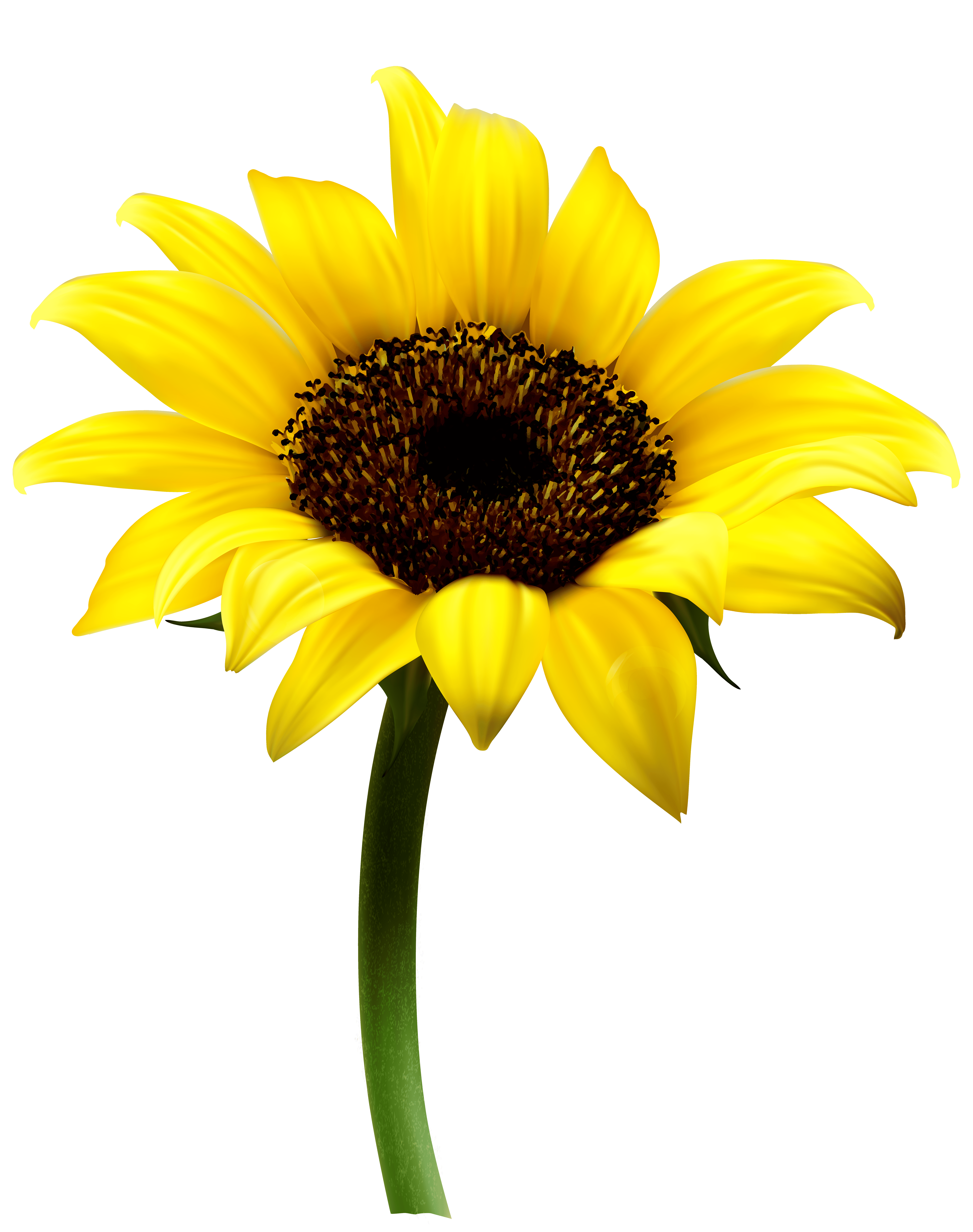 Раскраска Подсолнух