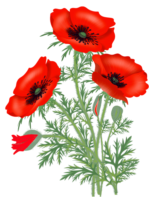 Раскраска Мак