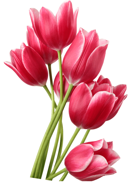 Раскраска Тюльпан