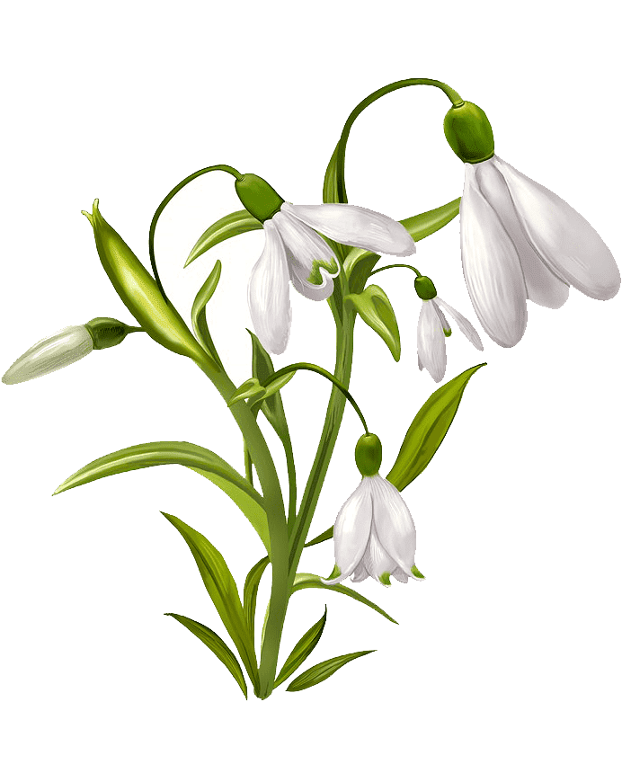 Раскраска Подснежник