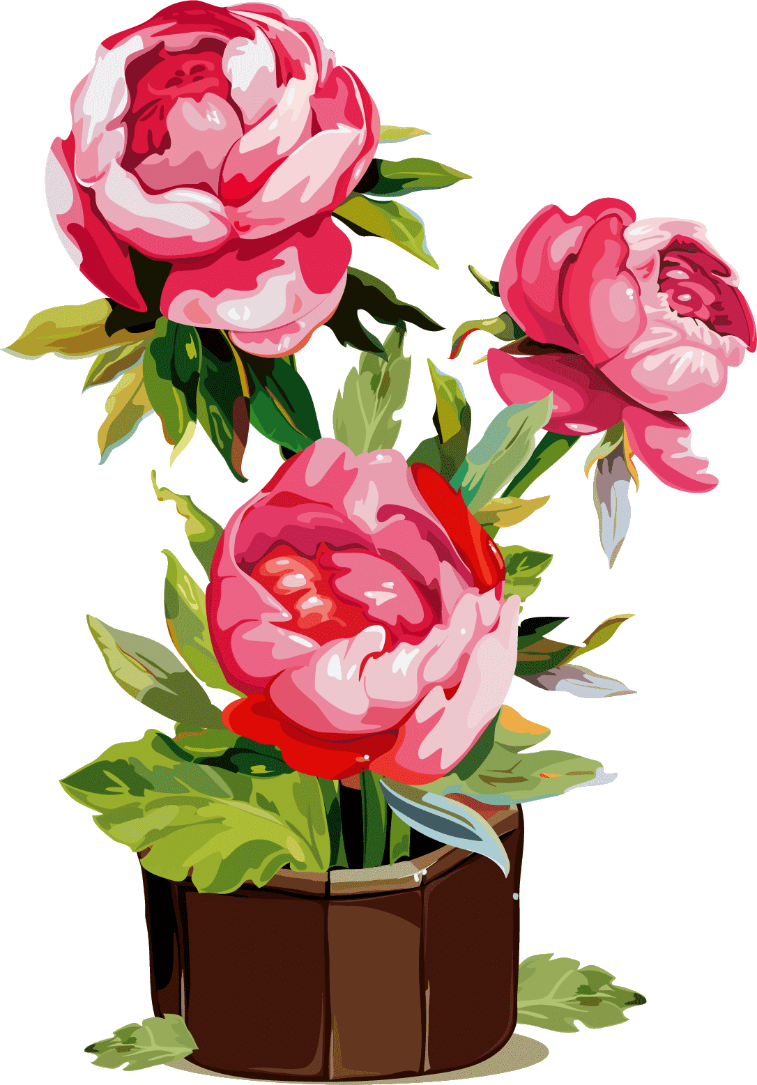 Раскраска Пион