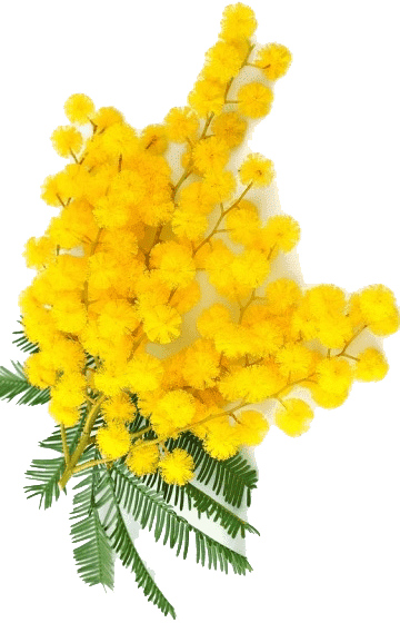 Раскраска Мимоза