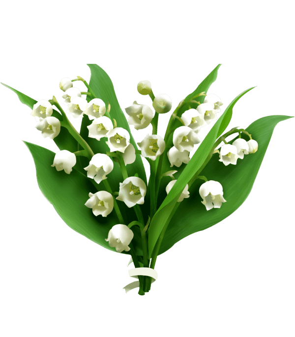 Раскраска Ландыш