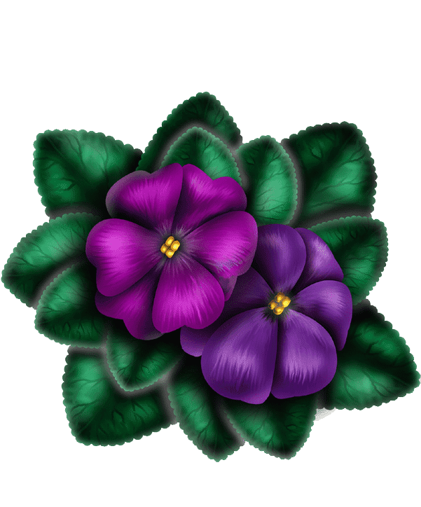 Раскраска Фиалка