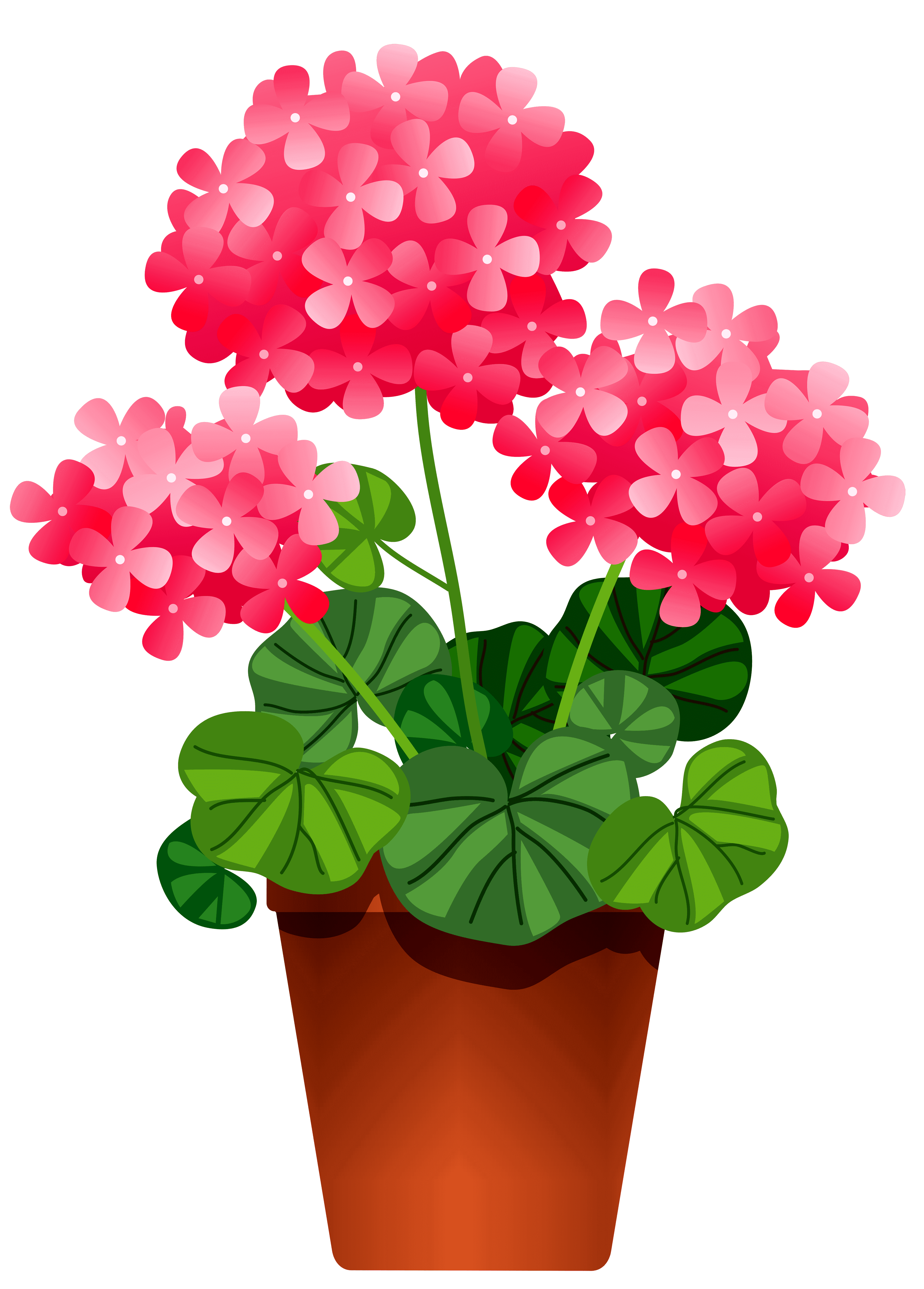 Раскраска Герань