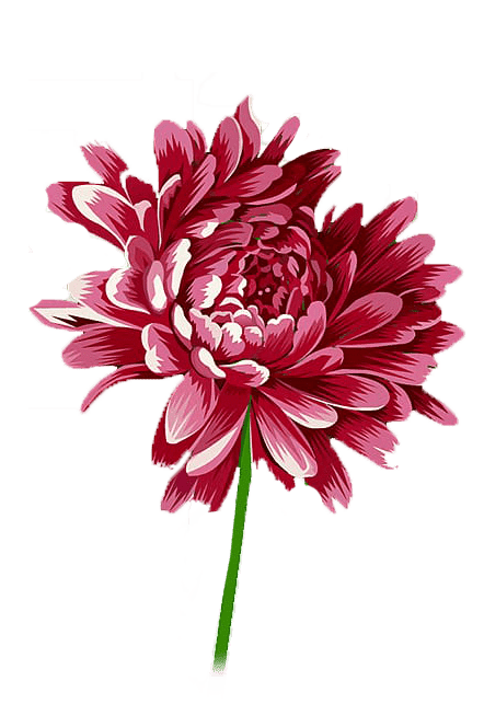 Раскраска Хризантема