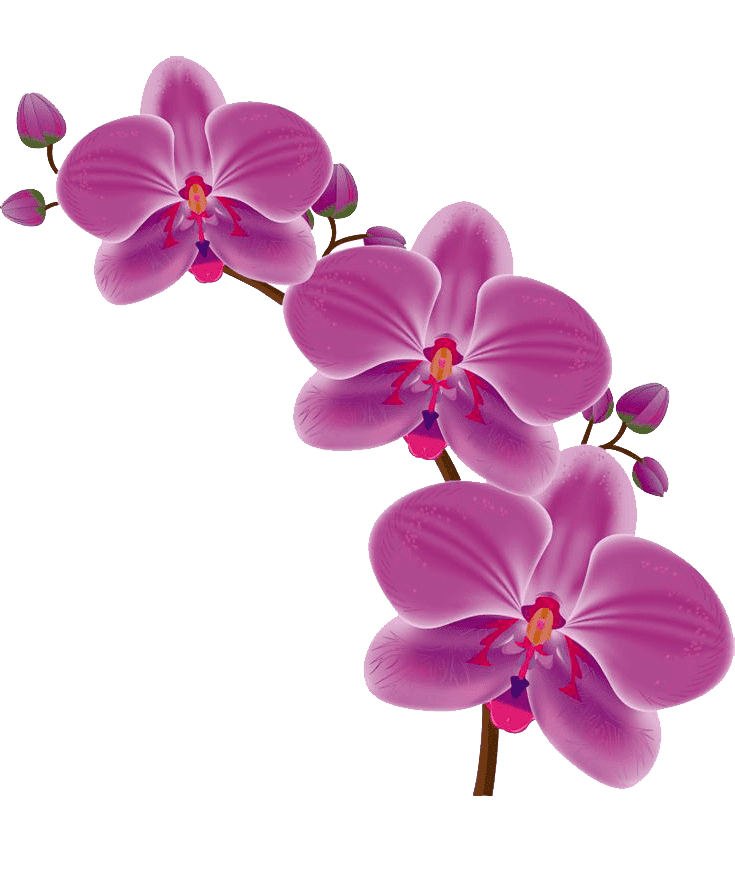 Раскраска Орхидея