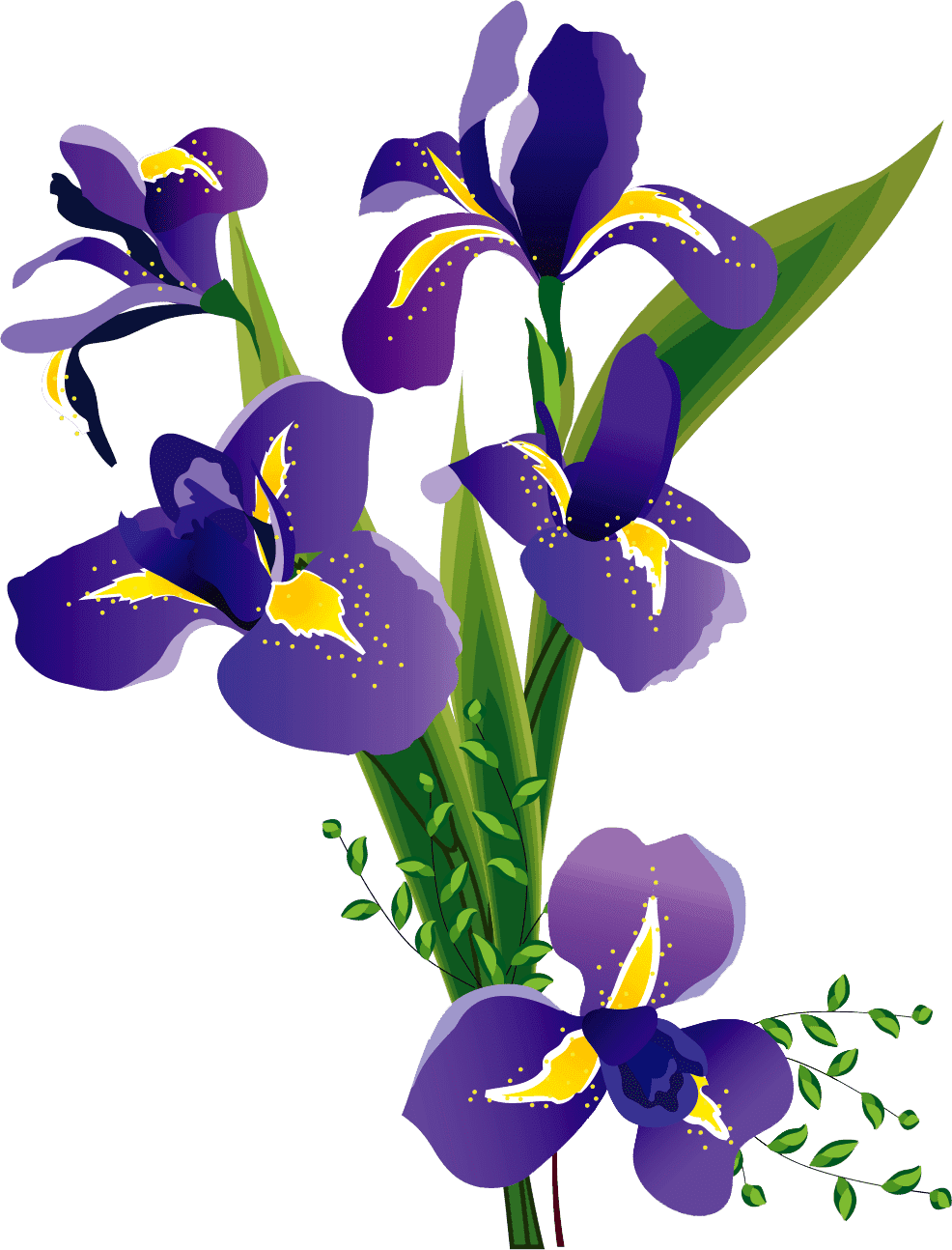 Раскраска Ирис