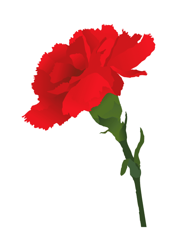 Раскраска Гвоздика