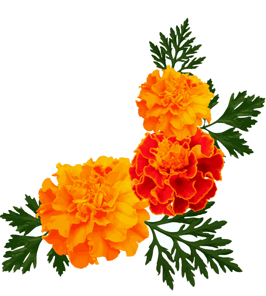 Раскраска Бархатцы