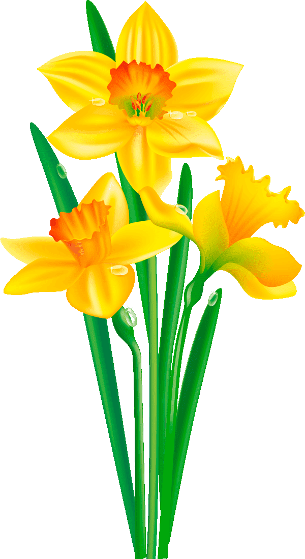 Раскраска Нарцисс