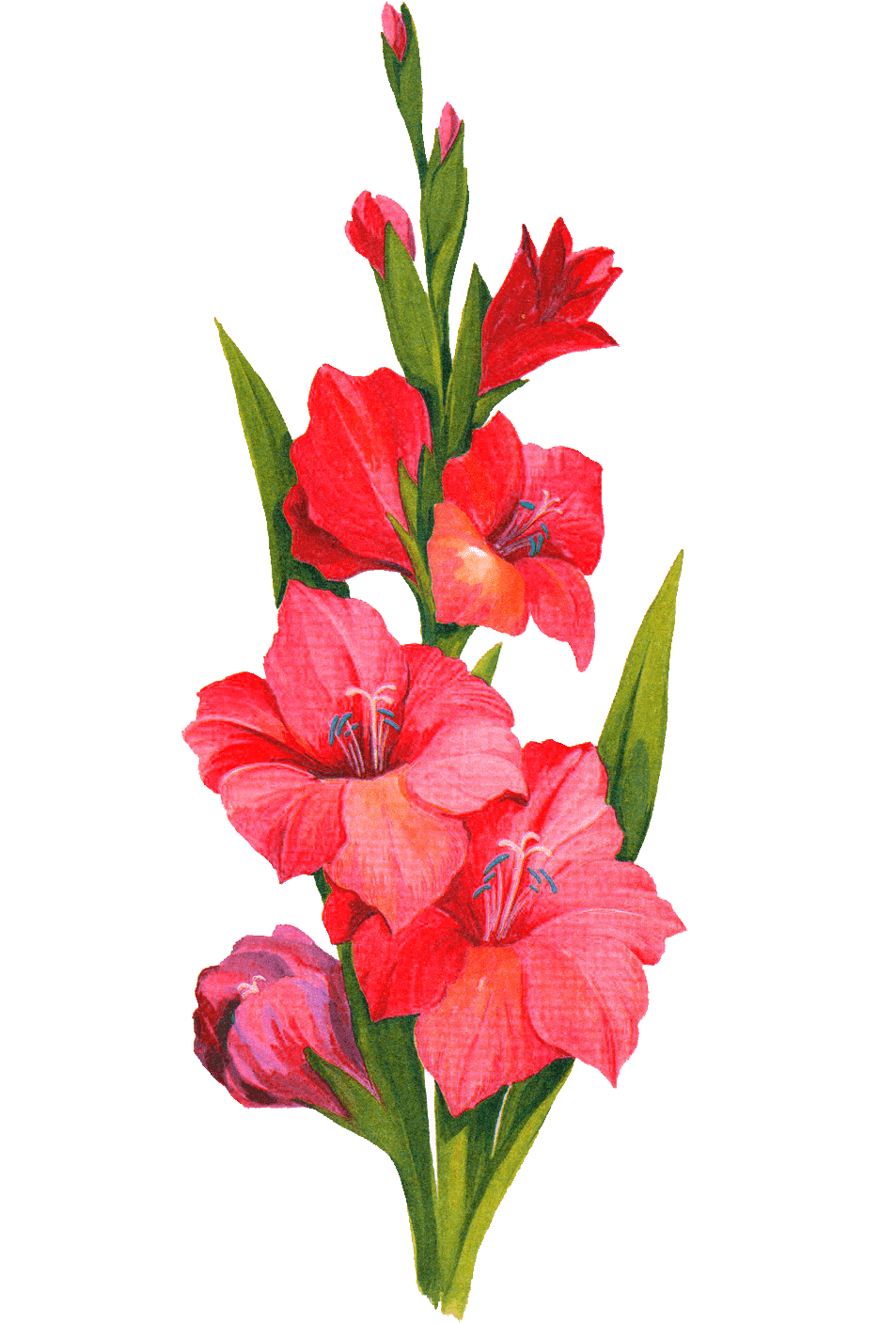 Раскраска Гладиолус