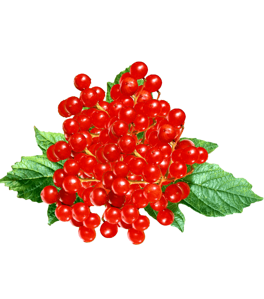 Раскраска Калина