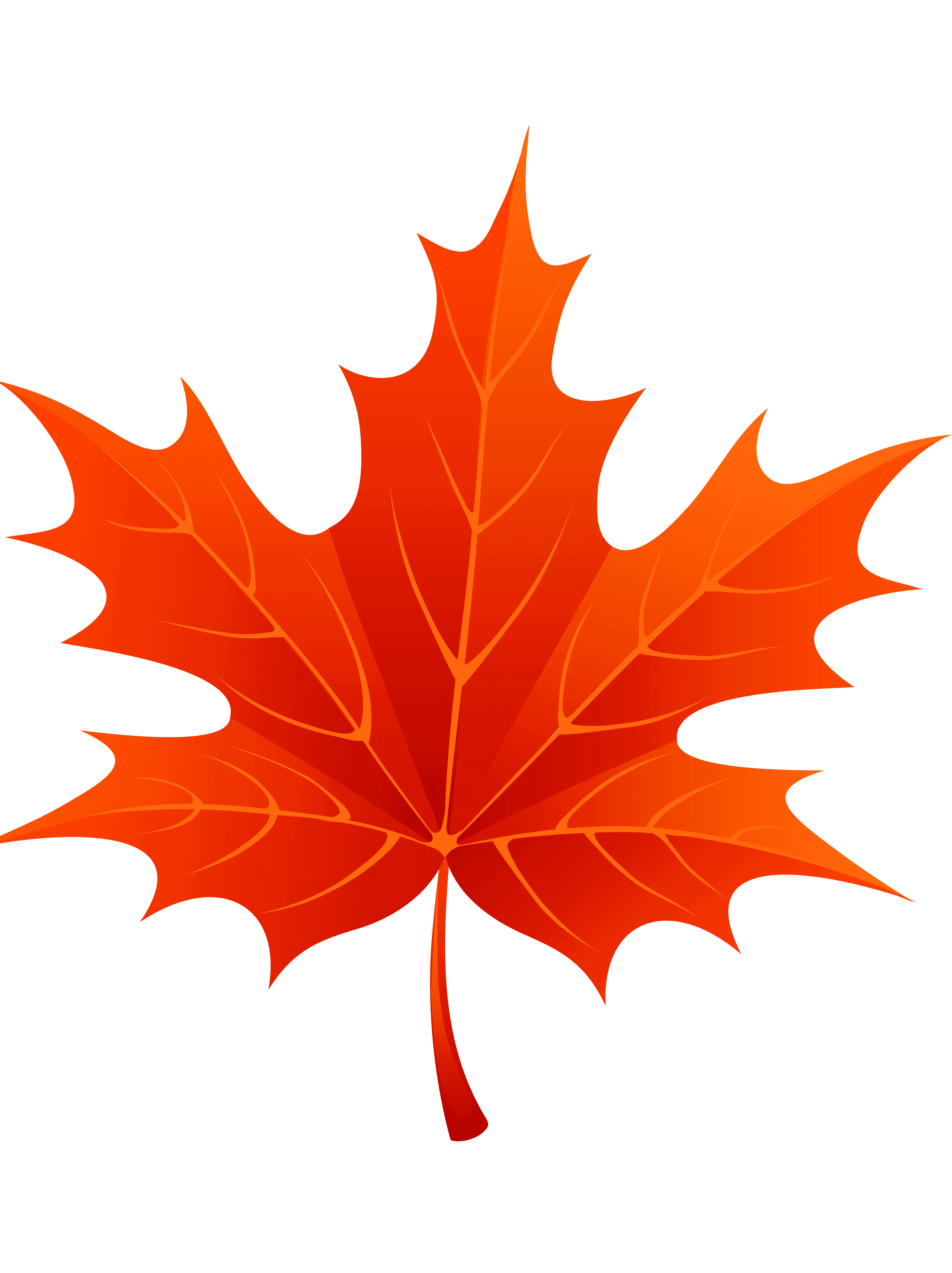 Раскраска Клен