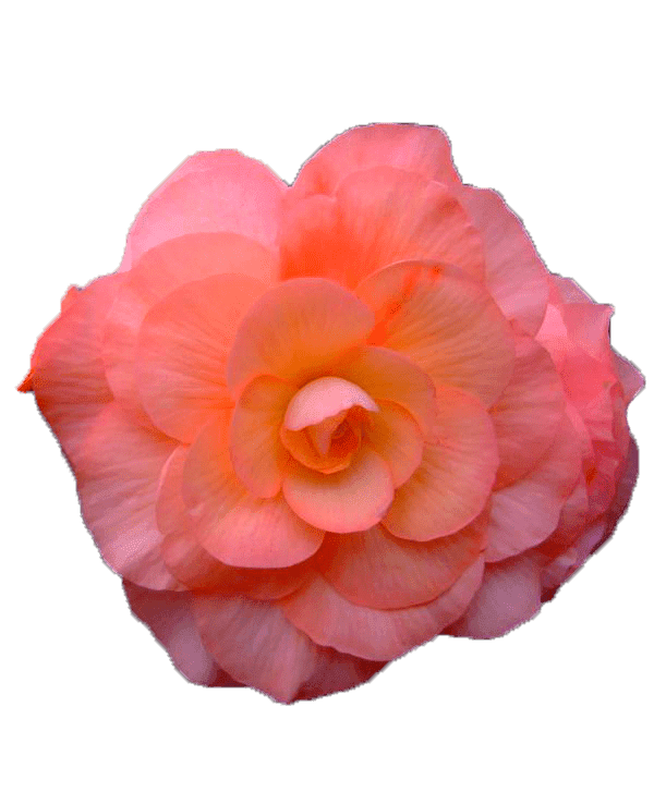 Раскраска Бегония