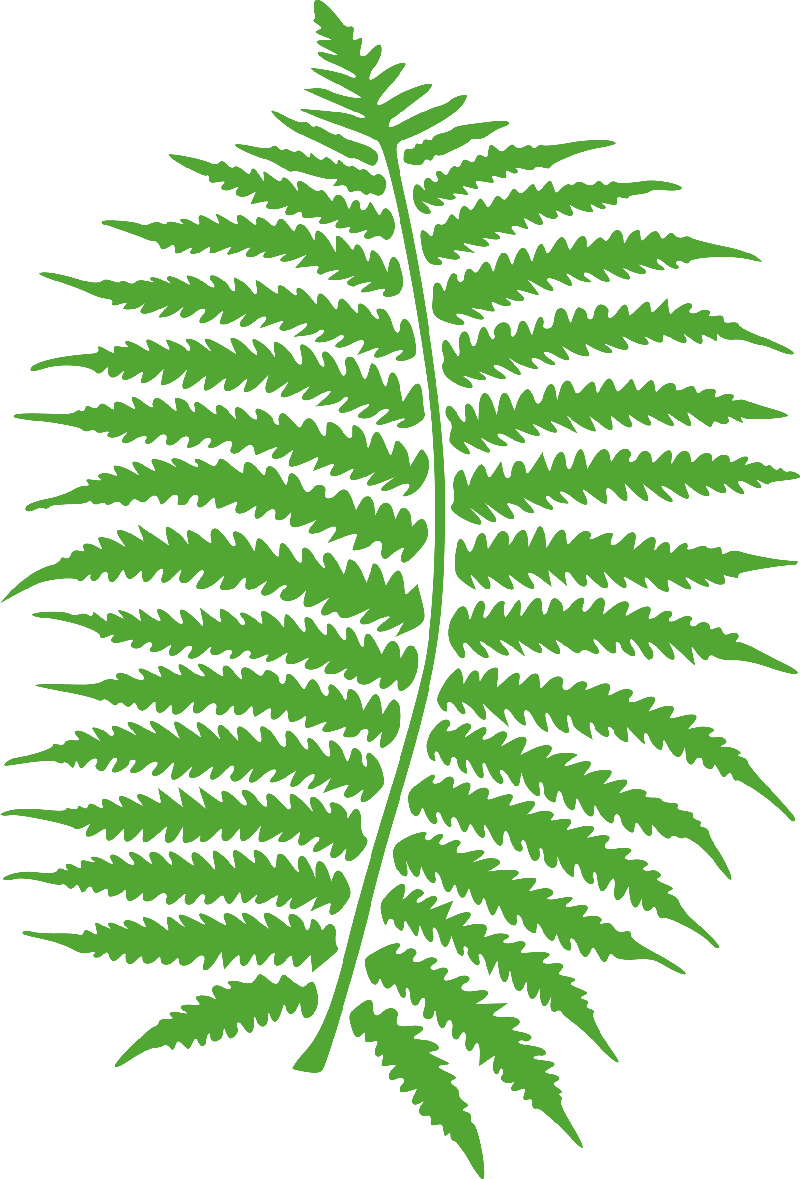 Раскраска Папоротник